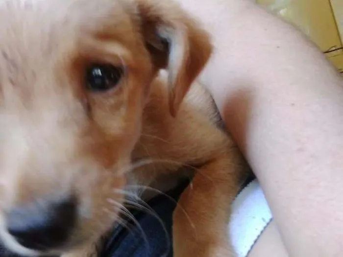 Cachorro ra a Não definida idade Abaixo de 2 meses nome Não tem