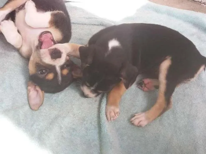 Cachorro ra a Cura lata idade Abaixo de 2 meses nome Live e Mag