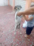 Bigode