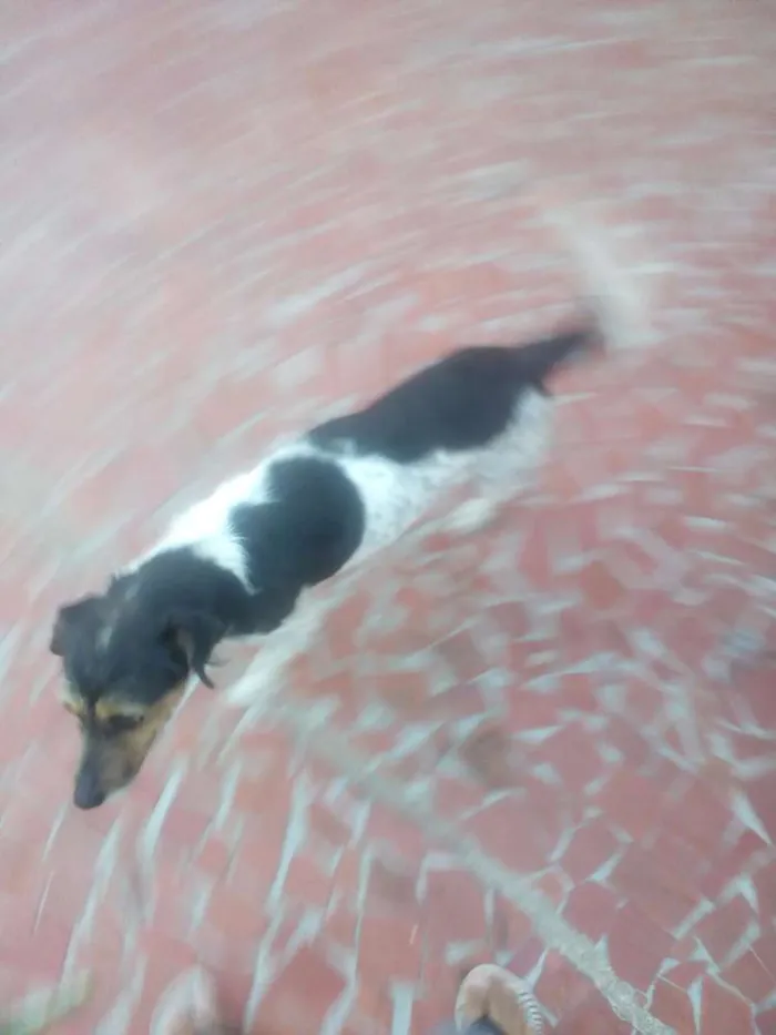 Cachorro ra a  idade 3 anos nome Bigode