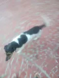 Bigode