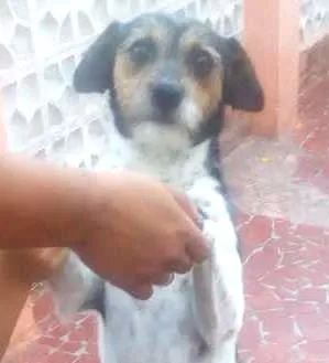 Cachorro raça  idade 3 anos nome Bigode