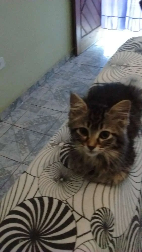 Gato ra a SRD idade 2 a 6 meses nome sem nomes