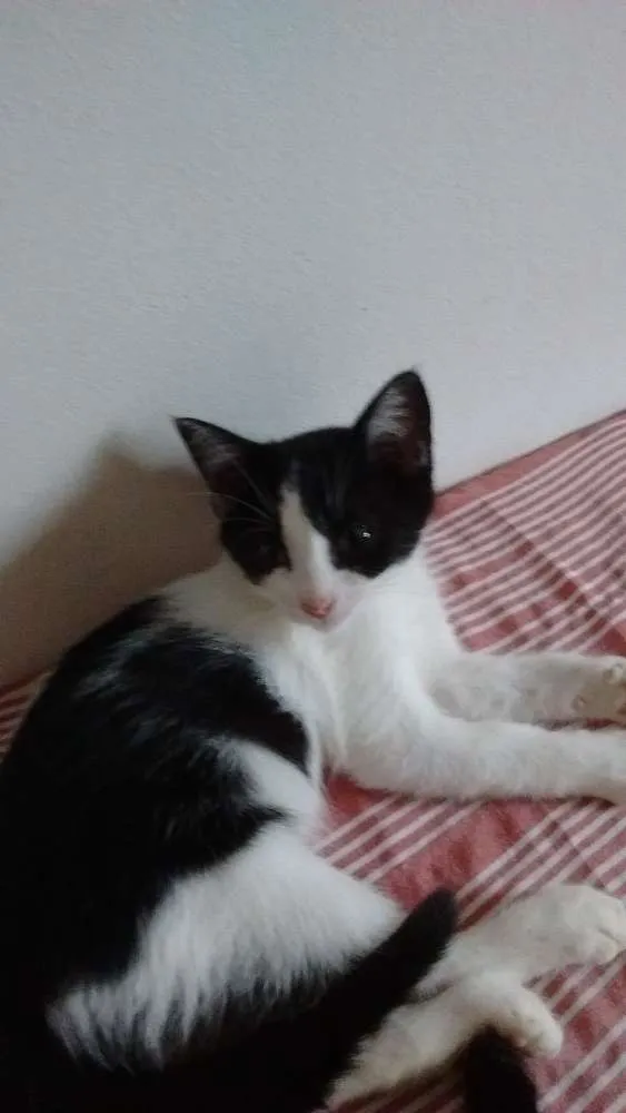 Gato ra a SRD idade 2 a 6 meses nome sem nomes