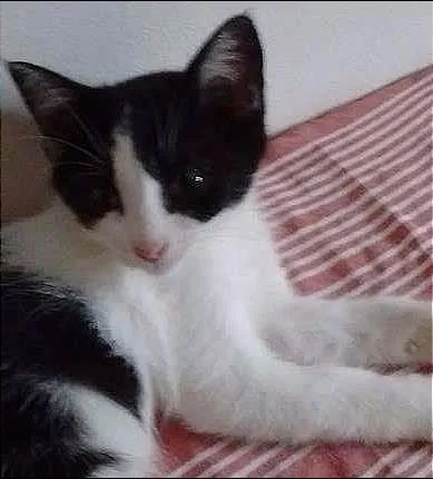 Gato ra a SRD idade 2 a 6 meses nome sem nomes