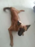 Bela