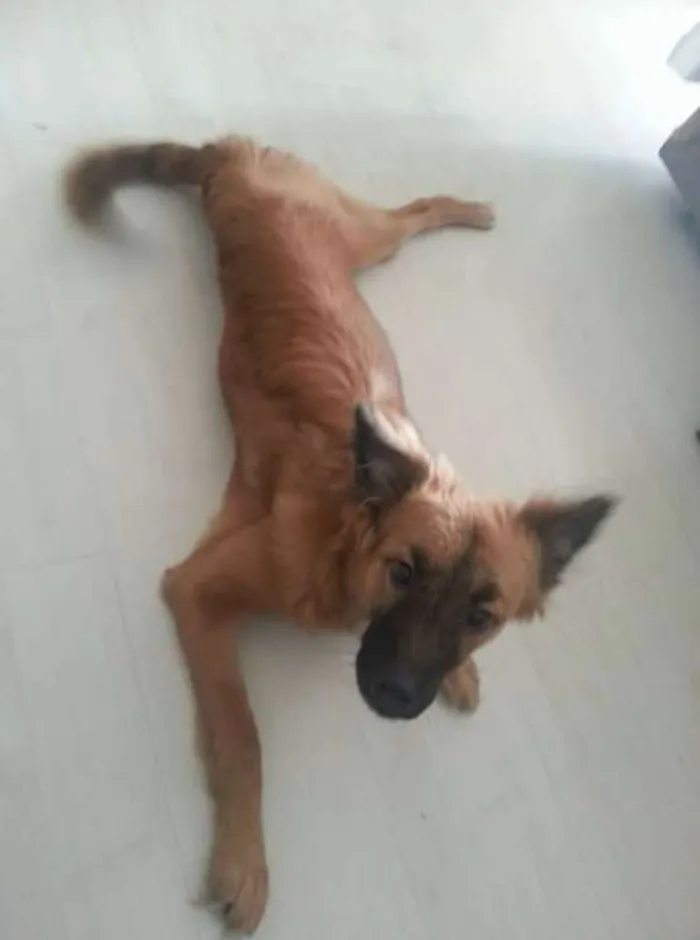 Cachorro ra a srd idade 7 a 11 meses nome Bela