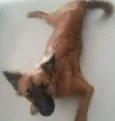 Bela