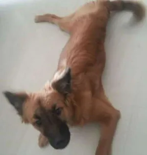 Cachorro raça srd idade 7 a 11 meses nome Bela