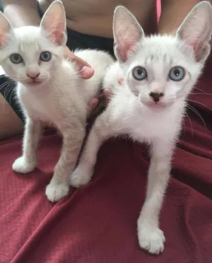 Gato raça Siamês/Vira-Lata idade 2 a 6 meses nome Sem nome