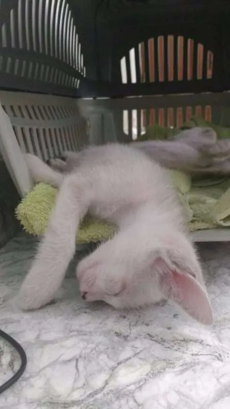 Gato raça Siamês/Vira-Lata idade 2 a 6 meses nome Sem nome