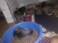 fofa
