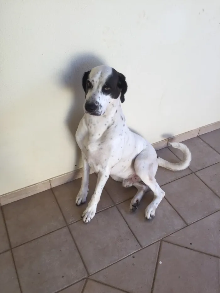 Cachorro ra a Dog americano idade  nome Mailou
