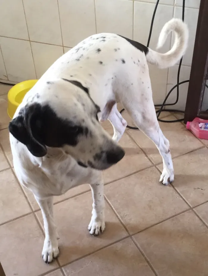 Cachorro ra a Dog americano idade  nome Mailou