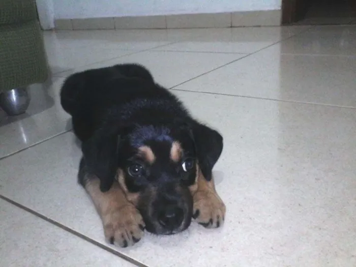 Cachorro raça SRD idade 2 a 6 meses nome Não tem 