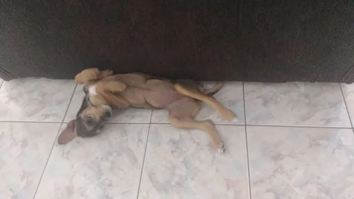 Cachorro ra a Não definida idade 2 a 6 meses nome Não sei