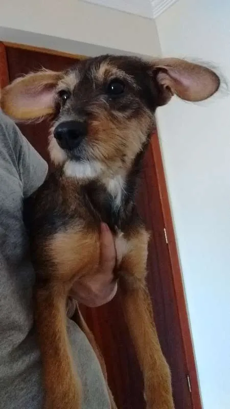 Cachorro ra a Não definida idade 2 a 6 meses nome Não sei