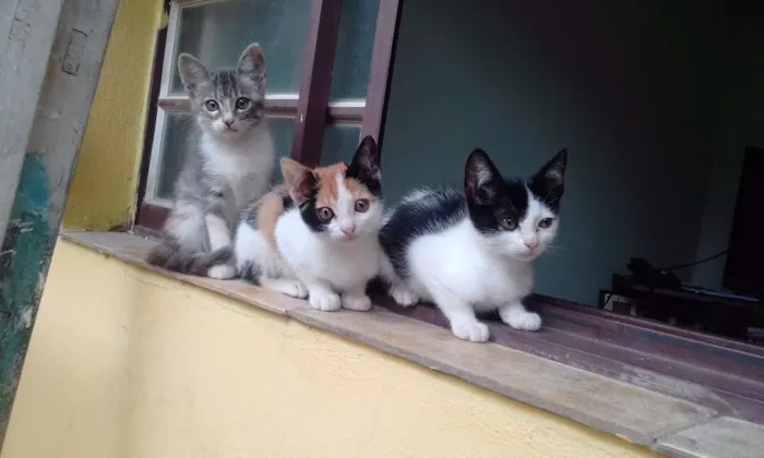 Gato ra a srd idade Abaixo de 2 meses nome sofia