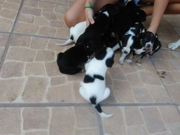 Cachorro ra a Bigou misturado idade Abaixo de 2 meses nome Lindos Filhotes 