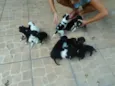 Lindos Filhotes