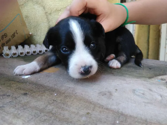 Cachorro ra a Bigou misturado idade Abaixo de 2 meses nome Lindos Filhotes 