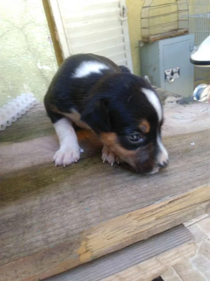 Cachorro ra a Bigou misturado idade Abaixo de 2 meses nome Lindos Filhotes 