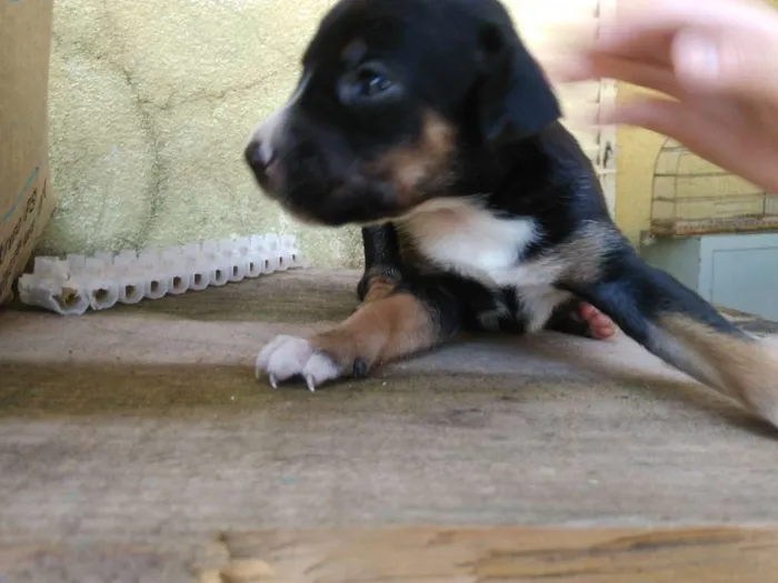 Cachorro ra a Bigou misturado idade Abaixo de 2 meses nome Lindos Filhotes 