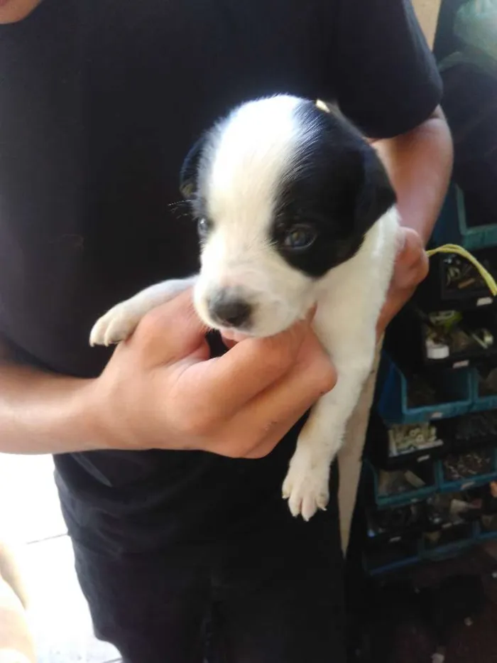 Cachorro ra a Bigou misturado idade Abaixo de 2 meses nome Lindos Filhotes 