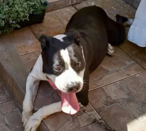 Cachorro raça Pit Bull idade 6 ou mais anos nome Zidane