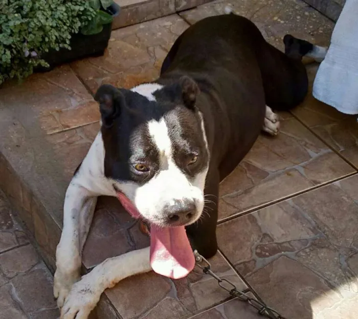 Cachorro ra a Pit Bull idade 6 ou mais anos nome Zidane