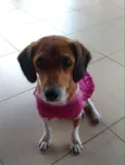 Mel