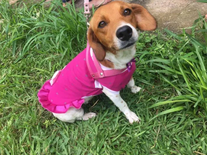 Cachorro ra a Sem raça definida idade 3 anos nome Mel