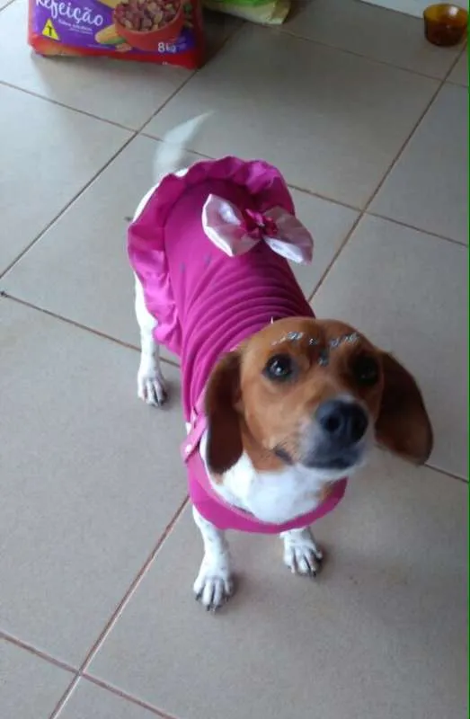 Cachorro ra a Sem raça definida idade 3 anos nome Mel