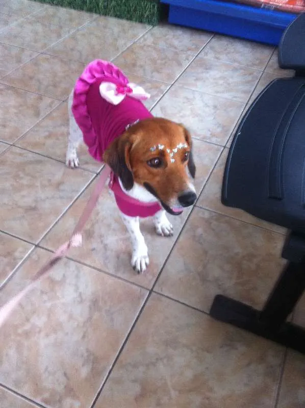 Cachorro ra a Sem raça definida idade 3 anos nome Mel