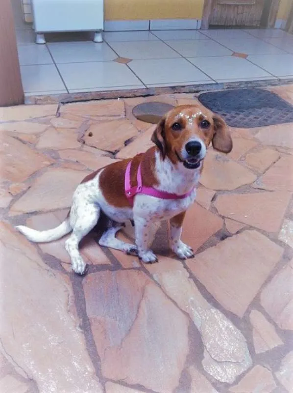 Cachorro ra a Sem raça definida idade 3 anos nome Mel