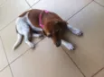 Mel