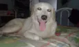 POLAR