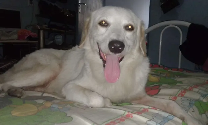 Cachorro raça labrador com lobo idade 1 ano nome POLAR