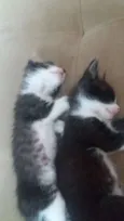 Gatinhos 