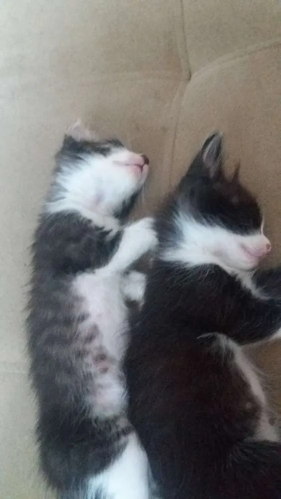 Gato ra a Viralata idade Abaixo de 2 meses nome Gatinhos 