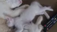 Gatinhos 