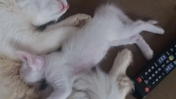 Gato ra a Viralata idade Abaixo de 2 meses nome Gatinhos 