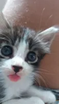 Gatinhos 