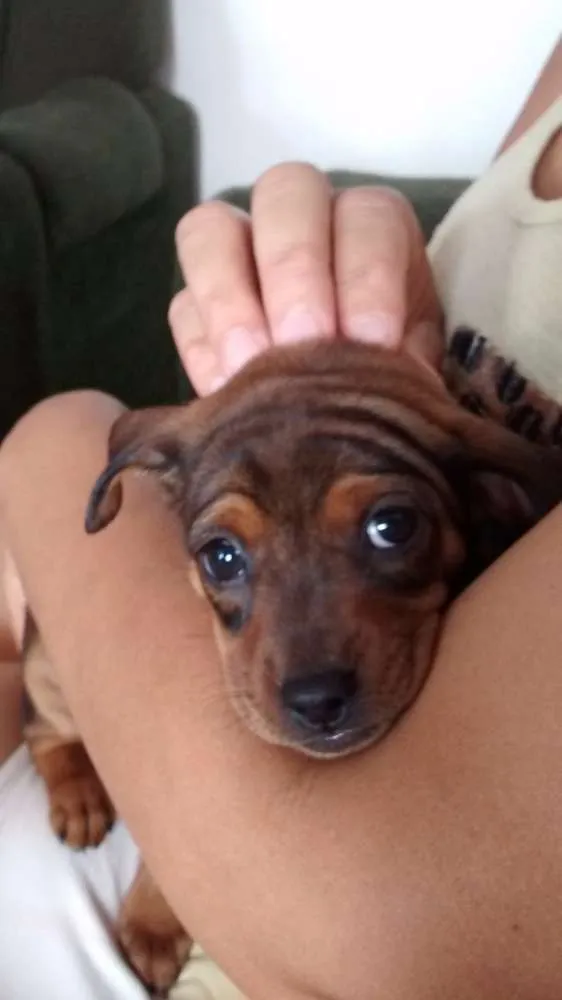 Cachorro ra a Vira lata  idade 2 a 6 meses nome Margarida