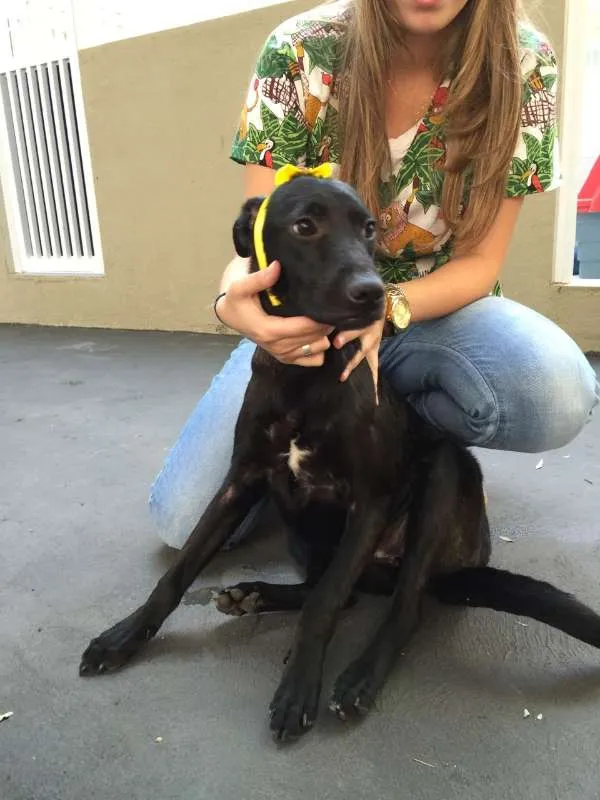 Cachorro ra a SRD idade 1 ano nome Olivia