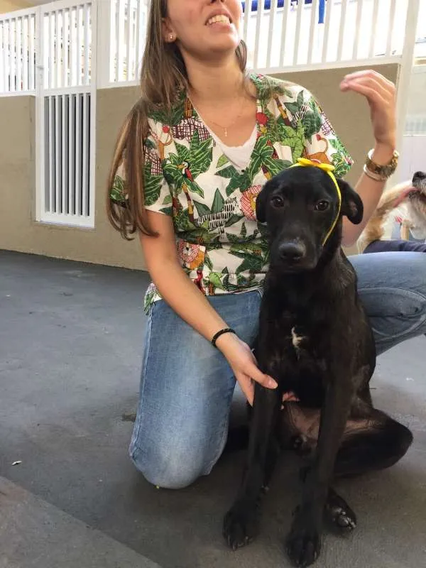 Cachorro ra a SRD idade 1 ano nome Olivia