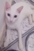 Espoleta