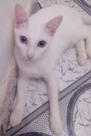 Gato raça SRD idade 2 a 6 meses nome Espoleta