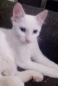 Espoleta