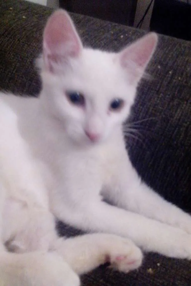 Gato ra a SRD idade 2 a 6 meses nome Espoleta